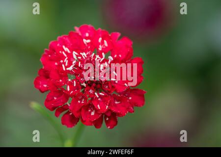 Primo piano di un fiore rosso in fiore Foto Stock
