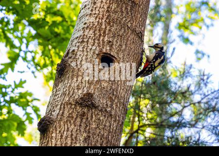 Singolo Grande Picchio macchiato - latino Dendrocopos Major - su tronco d'albero con nestlings cavi e giovanili durante la stagione primaverile degli accoppiamenti in Kampinos F. Foto Stock