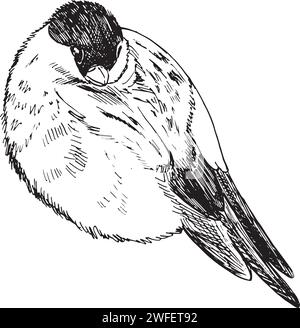 Disegno vettoriale a mano libera di schizzi illustrativi monocromatici . I Bullfinch costituiscono una grande famiglia di piccoli uccelli. Inverno Illustrazione Vettoriale