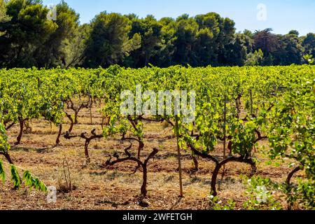 Cannes, Francia - 31 luglio 2022: Campi di vigneto con viti all'interno del monastero Abbaye de Lerins sull'isola di Saint Honorat al largo di Cannes presso French R. Foto Stock