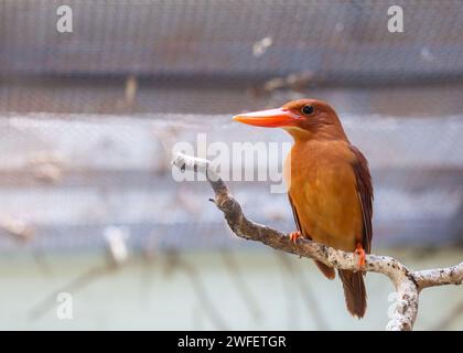 Lo squisito Ruddy Kingfisher, l'Halcyon coromanda, illumina i paesaggi del sud-est asiatico con il suo vivace piumaggio e le abilità di pesca esperte. Foto Stock