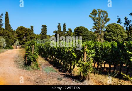 Cannes, Francia - 31 luglio 2022: Campi di vigneto con viti all'interno del monastero Abbaye de Lerins sull'isola di Saint Honorat al largo di Cannes presso French R. Foto Stock