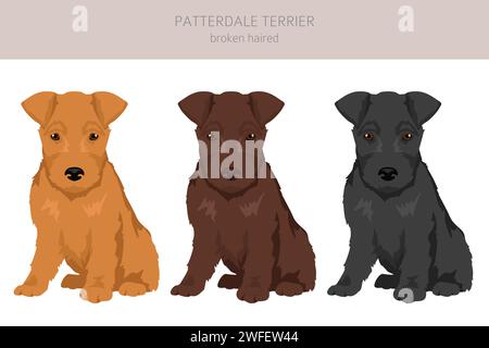 Patterdale terrier Clipart cucciolo dai capelli rotti. Tutti i colori del rivestimento sono impostati. Infografica sulle caratteristiche di tutte le razze di cane. Illustrazione vettoriale Illustrazione Vettoriale
