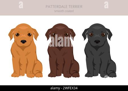 Clipart per cucciolo con rivestimento liscio Patterdale terrier. Tutti i colori del rivestimento sono impostati. Infografica sulle caratteristiche di tutte le razze di cane. Illustrazione vettoriale Illustrazione Vettoriale