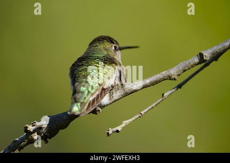 Piume iridescenti brillanti Foto Stock