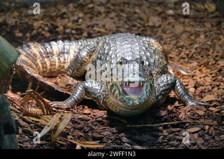 Caiman yacare Foto Stock