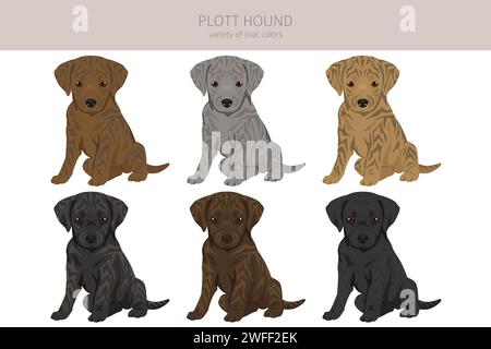 Clipart cucciolo di Plott hound. Diverse pose, set di colori del rivestimento. Illustrazione vettoriale Illustrazione Vettoriale