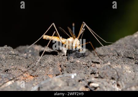 Crane Fly, Tipulidae Family, On Sooty Beech Tree, Fagus sp, Nelson, South Island, nuova Zelanda Foto Stock