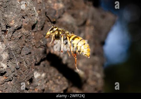 European Wasp, Vespula germanica, On Sooty Beech Tree, Fagus sp, Nelson, South Island, nuova Zelanda Foto Stock