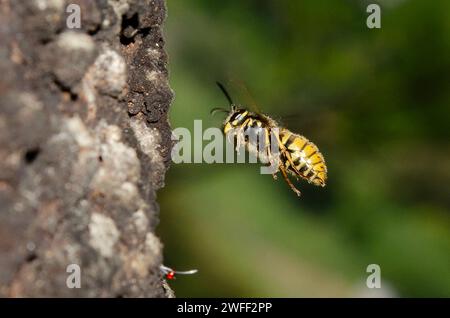 European Wasp, Vespula germanica, On Sooty Beech Tree, Fagus sp, Nelson, South Island, nuova Zelanda Foto Stock