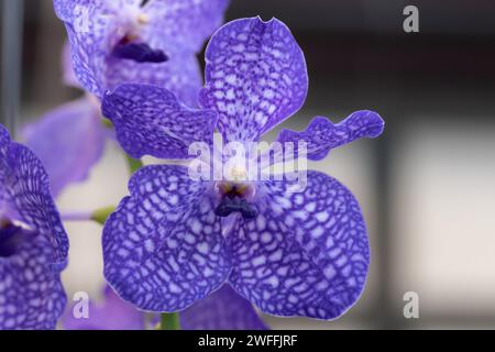 Piuttosto viola con fiori di orchidea bianchi Foto Stock
