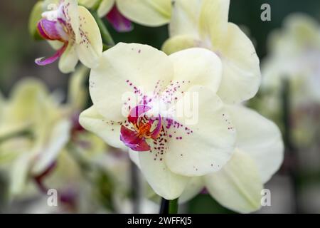 Orchidea bianca e viola con accenni o gialla e arancione Foto Stock