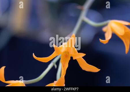 Incredibile immagine con dettagli elevati di un'orchidea arancione brillante Foto Stock