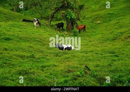 Mucche che pascolano sui pascoli nelle montagne e nelle foreste di Para Heredia Costa Rica in America centrale. Foto Stock