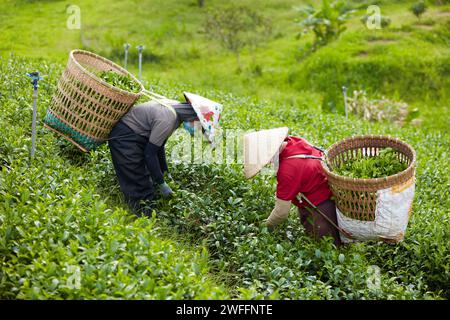 Lo splendido paesaggio di Bao Loc City in una piantagione di tè con gli agricoltori sta raccogliendo foglie di tè verde al mattino. Il tè è una bevanda tradizionale Foto Stock