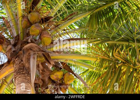 Al largo della costa di Vieques, PR Foto Stock