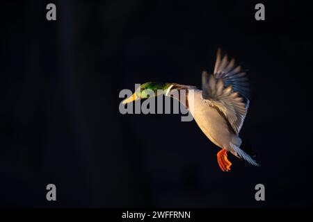 Mallard Ducks in legno allagato in una giornata invernale Foto Stock