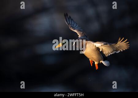 Mallard Ducks in legno allagato in una giornata invernale Foto Stock