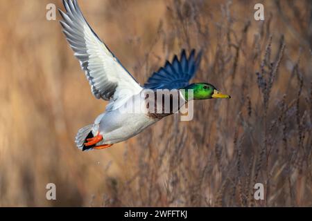 Mallard Ducks in legno allagato in una giornata invernale Foto Stock