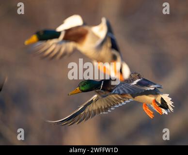 Mallard Ducks in legno allagato in una giornata invernale Foto Stock