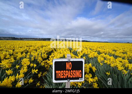 Daffodils gialli in piena fioritura con un cartello senza intralci apposto nei campi della Skagit Valley Washington USA Foto Stock