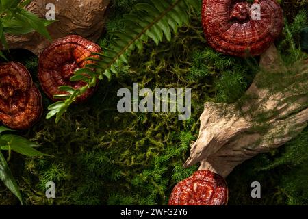 Splendido scenario naturale di foresta con muschio verde, felci e funghi Lingzhi (Ganoderma Lucidum). Per pubblicità medica, fotografia tradizionale Foto Stock