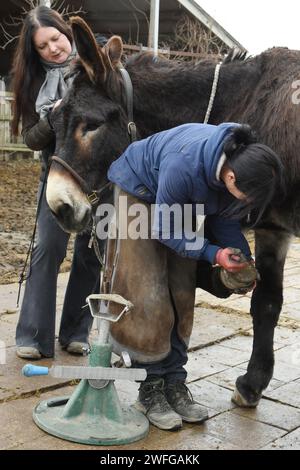 PRODUZIONE - 26 gennaio 2024, Sassonia, Krostitz: Katharina Perutzki (l) tiene l'asino di nove anni Fred, che è alto circa 1,74 metri, durante la cura della coppia per zoccoli da parte del trimmer per zoccoli e del tecnico dello zoccolo Nicole Hallaß nella sua "fattoria coccolare". Il grande Fred vive con altri tre asini, due muli, sette cavalli, due lama, un sacco di gatti e un cane nella fattoria che il qualificato allevatore di cavalli ha aperto nel 2016. Con il suo "bambino", come la chiama Fred, che appartiene alla razza tedesca di asini giganti, ora vuole candidarsi per essere inserita nel Guinness dei primati come il "Don gigante vivente più grande del mondo" Foto Stock