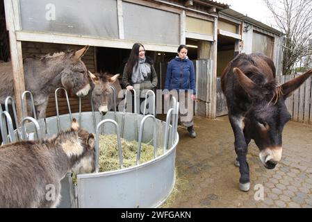 PRODUZIONE - 26 gennaio 2024, Sassonia, Krostitz: Katharina Perutzki (l) e il tecnico dello zoccolo Nicole Hallaß guardano l'asino di nove anni Fred, alto circa 1,74 metri, che cammina nella tenera fattoria. L'asino ha problemi con gli zoccoli a causa delle sue dimensioni e del suo peso eccessivi di circa 680 chilogrammi. Fred vive con altri tre asini, due muli, sette cavalli, due lama, un sacco di gatti e un cane nella fattoria aperta da Katharine Perutzki nel 2016. Con il suo "bambino", come la chiama Fred, che appartiene alla razza tedesca di asini giganti, ora vuole candidarsi per essere inserita nella GUI Foto Stock