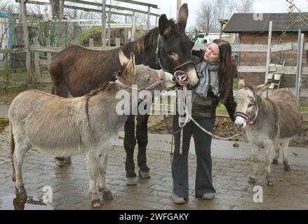 PRODUZIONE - 26 gennaio 2024, Sassonia, Krostitz: Katharina Perutzki coccola l'asino dodicenne Speedy, l'asino di nove anni Fred, alto circa 1,74 metri, e l'asino di sette anni Cinquanta sfumature Ofgray (l-r) nell'area esterna della sua fattoria. Il grande Fred vive con altri tre asini, due muli, sette cavalli, due lama, un sacco di gatti e un cane nella fattoria che il qualificato allevatore di cavalli ha aperto nel 2016. Con il suo "bambino", come la chiama Fred, che appartiene alla razza tedesca di asini giganti, ora vuole candidarsi per essere iscritta nel Guinness dei primati come Th Foto Stock