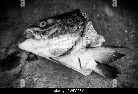 Dettaglio di una testa di pesce tagliata e gettata nella spazzatura Foto Stock