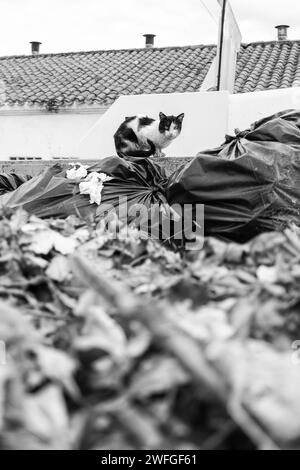 Dettaglio di un gatto senzatetto abbandonato, adozione e protezione degli animali Foto Stock