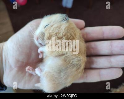 Grazioso criceto siriano che dorme su una palma Foto Stock