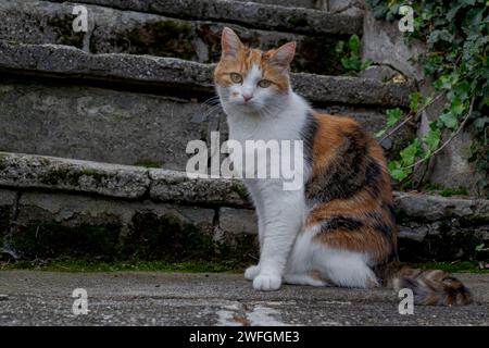 Gatto tricolore domestico su gradini di pietra Foto Stock