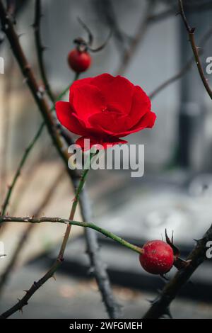 Rosa da tè rosso fiorito e rosa selvatica già sbiadita sui rami di un cespuglio Foto Stock