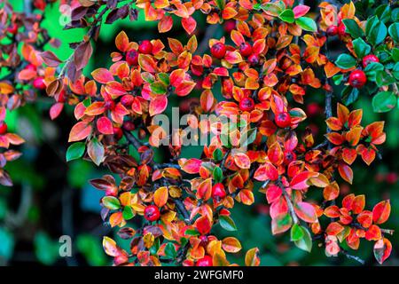 Foglie gialle e bacche rosse di Cotoneaster orizzontalis sui rami di un cespuglio Foto Stock