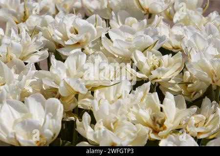 I fiori bianchi esotici dell'Imperatore tulipano fanno da sfondo alla luce del sole primaverile Foto Stock