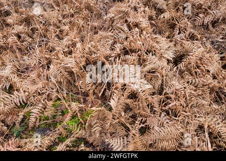 Salpino secco, Pteridium aquilinum, a Norfolk durante l'inverno. Foto Stock