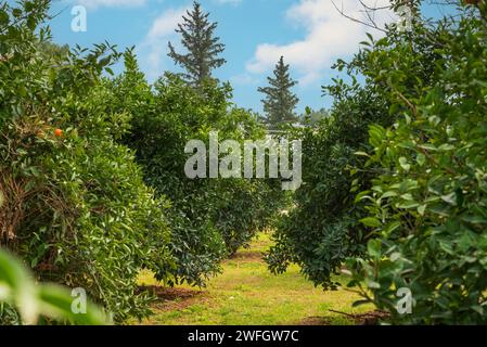 Aranci nell'arancio con frutta raccolta Foto Stock