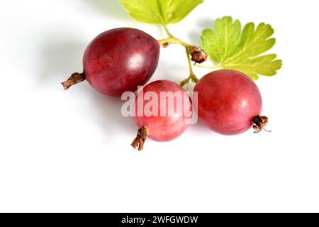 I frutti di uva spina maturi con foglia verde giacciono sul bianco. Foto Stock