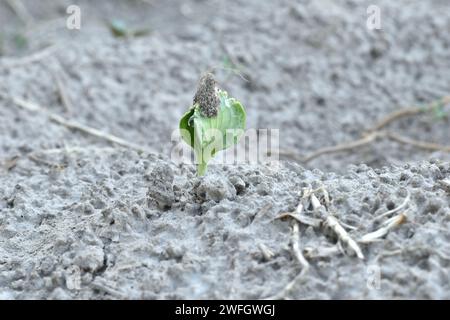 Le prime due foglie del futuro cespuglio di cetrioli hanno rotto il terreno nel giardino. Un seme rimase sulle foglie, che fu piantato nel terreno. Foto Stock