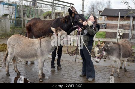 PRODUZIONE - 26 gennaio 2024, Sassonia, Krostitz: Katharina Perutzki accarezza con Risate l'asino di nove anni Fred, alto circa 1,74 metri, dietro l'asino di dodici anni Speedy (l) e l'asino di sette anni Cinquanta tonalità Ofgray (r) nell'area esterna della sua graziosa fattoria. Il grande Fred vive con altri tre asini, due muli, sette cavalli, due lama, un sacco di gatti e un cane nella fattoria che il qualificato allevatore di cavalli ha aperto nel 2016. Con il suo "bambino", come la chiama Fred, che appartiene alla razza tedesca di asini giganti, ora vuole fare domanda per entrare nella Guinness B. Foto Stock