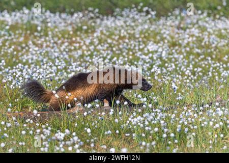 wolverine (Gulo gulo), corre nella palude la mattina presto, alla ricerca di cibo, Finlandia, Kuhmo Foto Stock