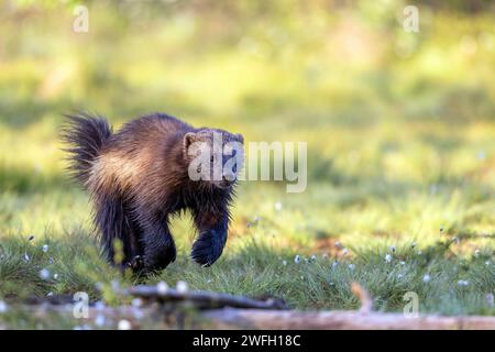 wolverine (Gulo gulo), corre nella palude ai margini della foresta la mattina presto, in cerca di cibo, Finlandia, Kuhmo Foto Stock