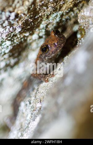 Salamandra francese nella grotta, salamandra nella grotta dell'Italia nord-occidentale, salamandra nella grotta di Strinati (Hydromantes strinatii, Speleomantes strinatii), seduto su un Foto Stock