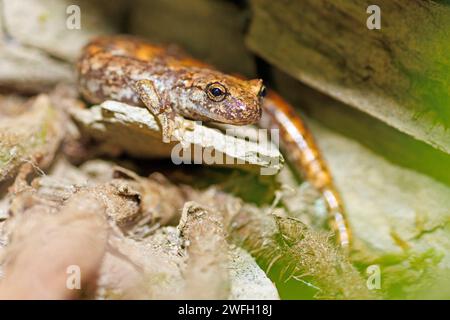 Salamandra francese nella grotta, salamandra nella grotta dell'Italia nord-occidentale, salamandra nella grotta di Strinati (Hydromantes strinatii, Speleomantes strinatii), seduto su un Foto Stock