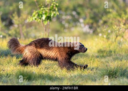 wolverine (Gulo gulo), corre nella palude ai margini della foresta la mattina presto, in cerca di cibo, Finlandia, Kuhmo Foto Stock