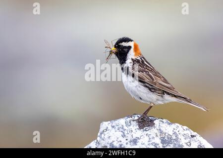 Bunting in Lapponia (Calcarius lapponicus), maschio in piedi su una pietra nel fjell, craneflies nel becco, Norvegia, Parco Nazionale di Varangerhalvoeya Foto Stock