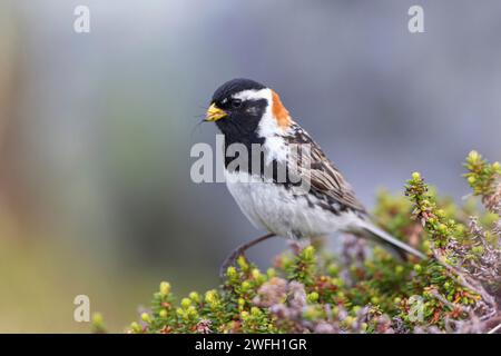 Bunting Lapponia (Calcarius lapponicus), maschio si trova nel fjell, insetti nel becco, Norvegia, Parco Nazionale di Varangerhalvoeya Foto Stock