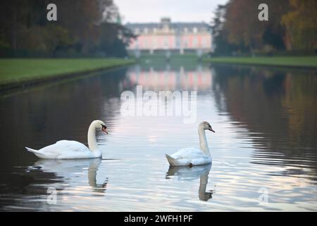 Due cigni sullo specchio d'acqua di fronte al castello di Benrath, Germania, Renania settentrionale-Vestfalia, basso Reno, Dusseldorf Foto Stock