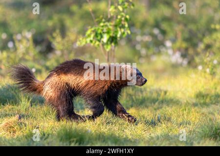 wolverine (Gulo gulo), corre nella palude ai margini della foresta la mattina presto, in cerca di cibo, Finlandia, Kuhmo Foto Stock